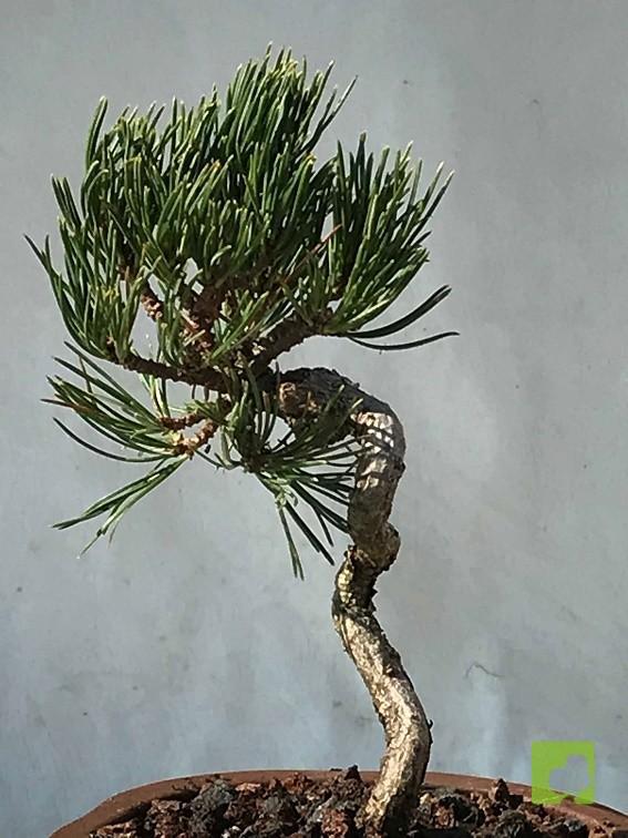 MAME PINO PENTHAPHYLLA MAME PINO PENTHAPHYLLA