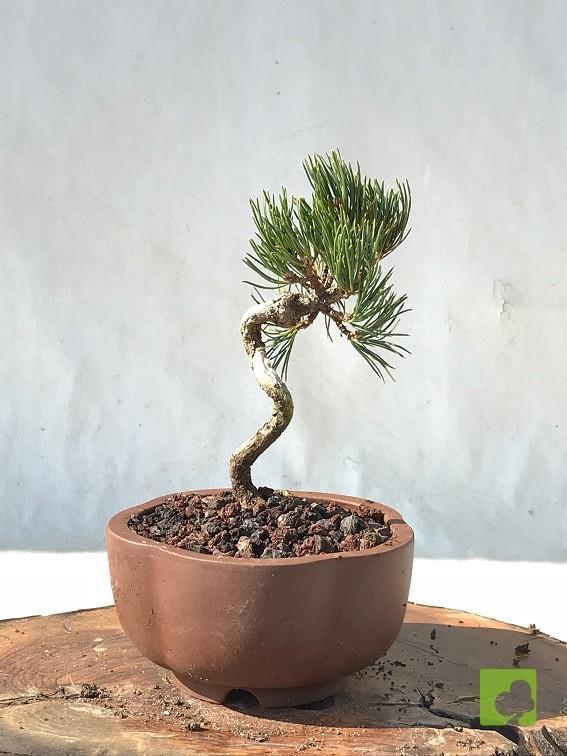 MAME PINO PENTHAPHYLLA MAME PINO PENTHAPHYLLA