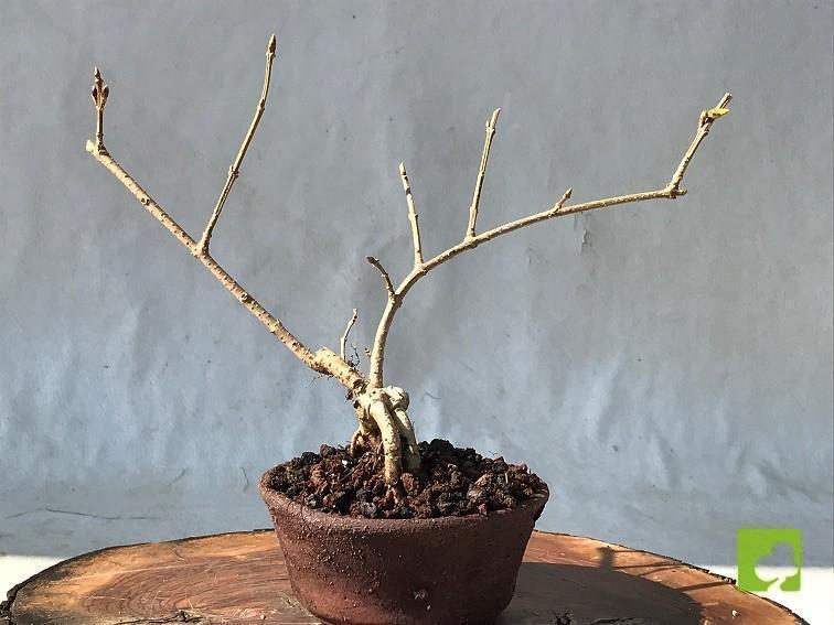 MAME FORSITIA MAME FORSITIA