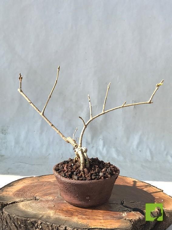 MAME FORSITIA MAME FORSITIA