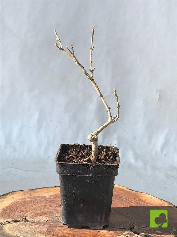 MAME FORSITIA MAME FORSITIA