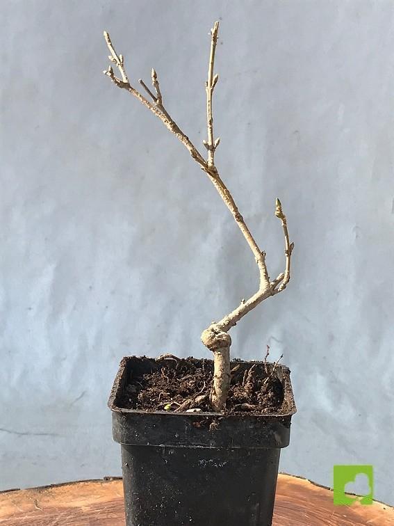 MAME FORSITIA MAME FORSITIA