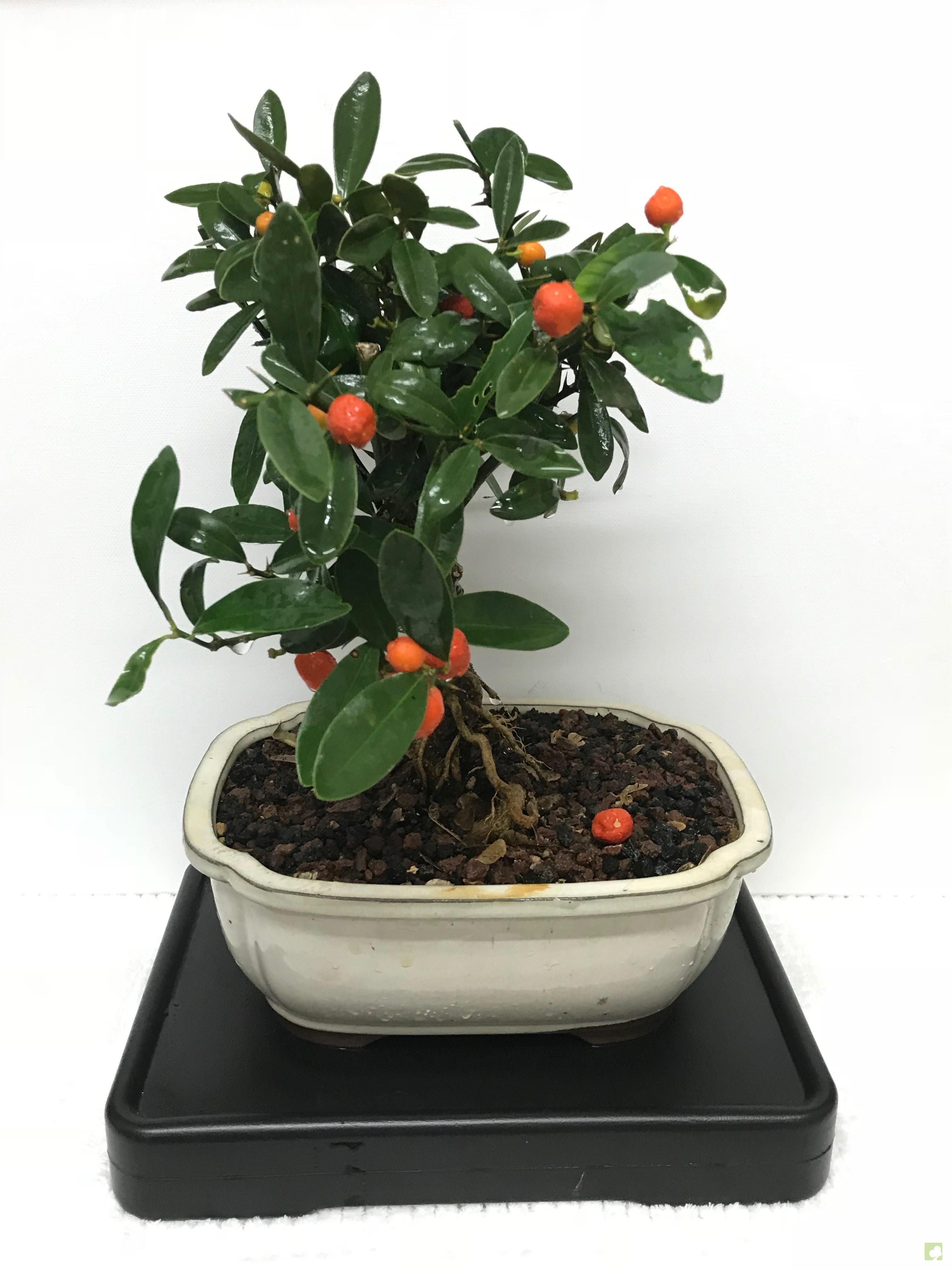 HIDROBONSAI-SYSTEM plástico HIDROBONSAI-SYSTEM plástico
