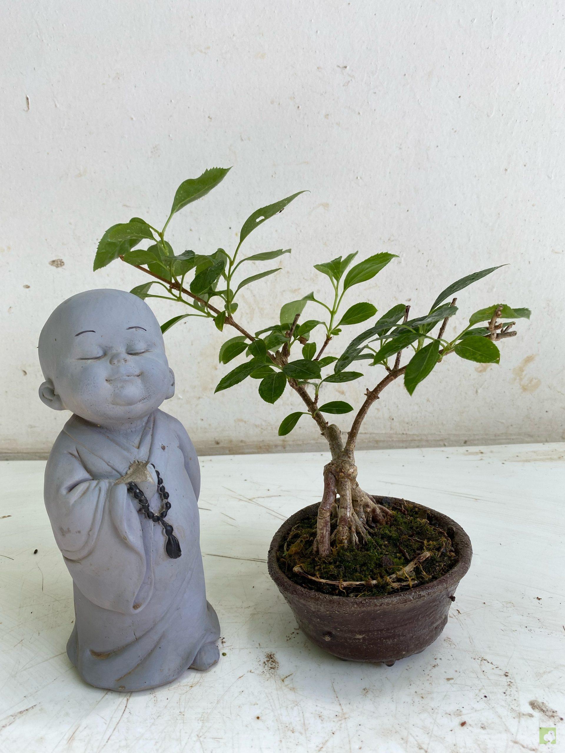 Processed with MOLDIV