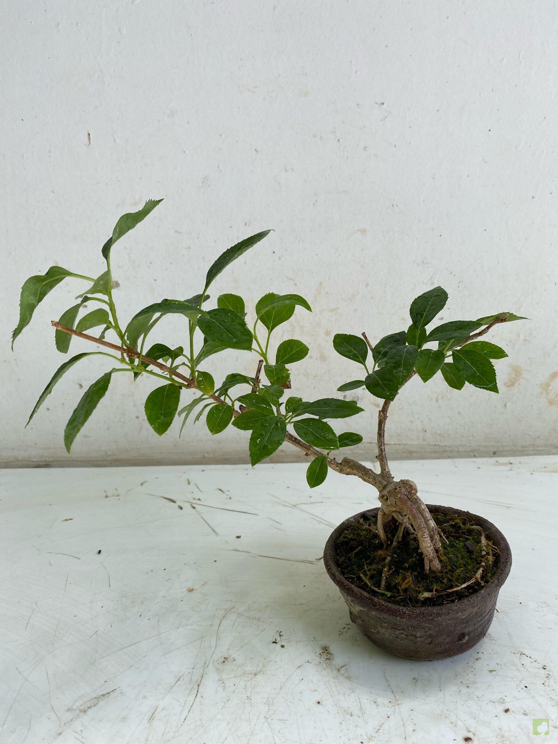 Processed with MOLDIV