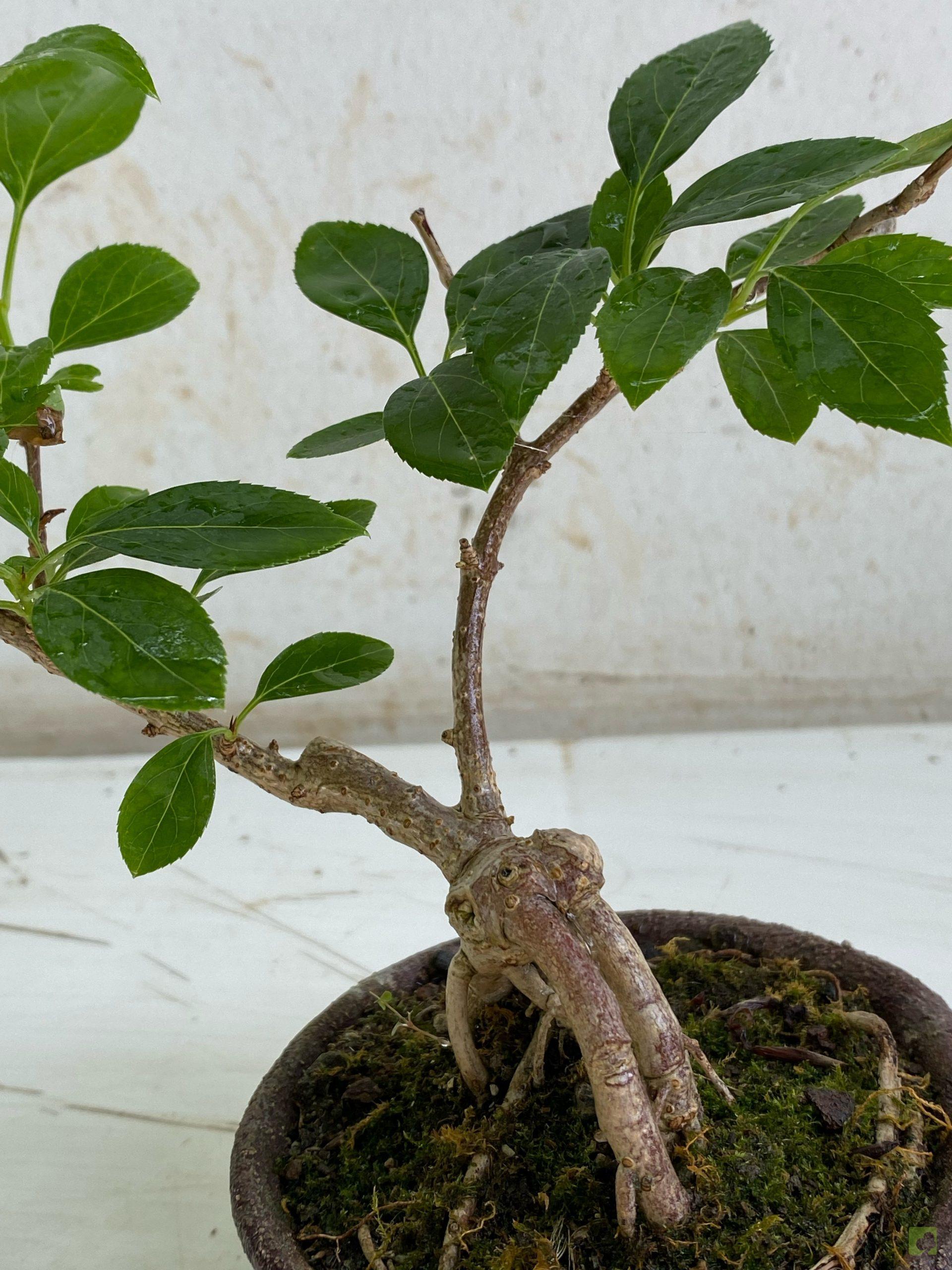 Processed with MOLDIV