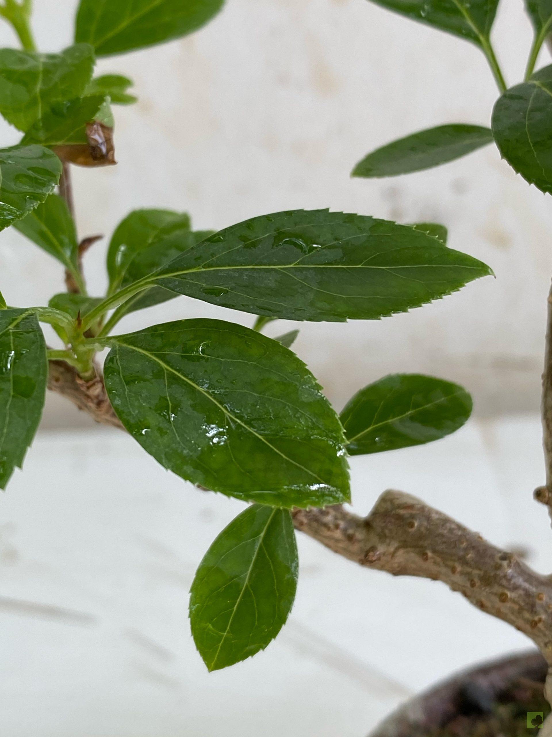 Processed with MOLDIV