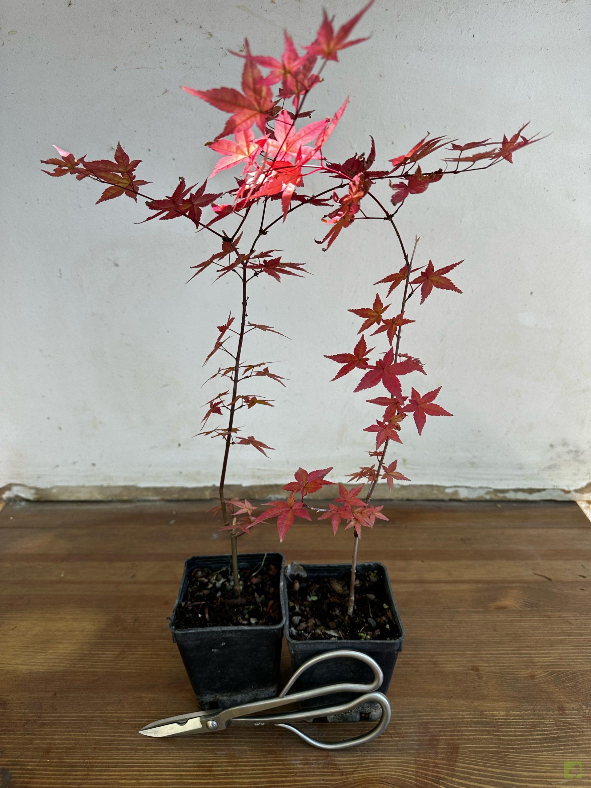 Processed with MOLDIV