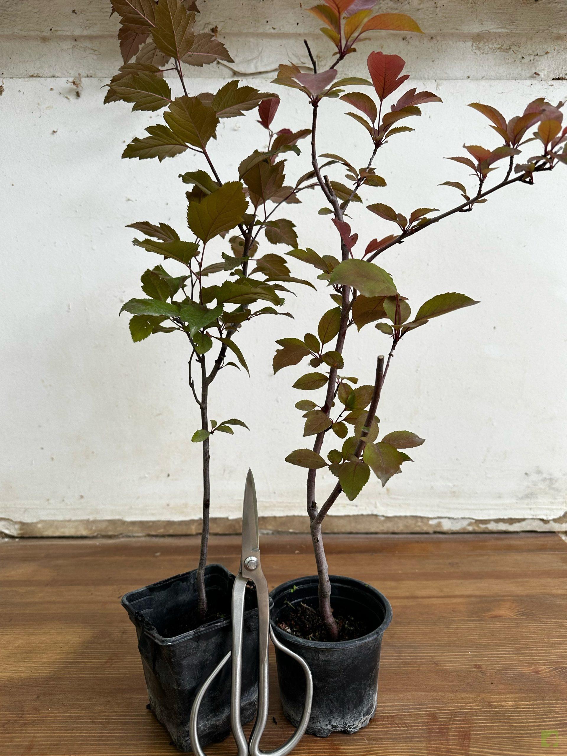 Processed with MOLDIV