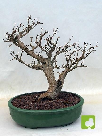 PREBONSAI GRANADO NEJIKAN PREBONSAI GRANADO NEJIKAN