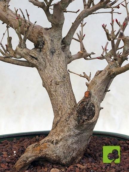 PREBONSAI GRANADO NEJIKAN PREBONSAI GRANADO NEJIKAN
