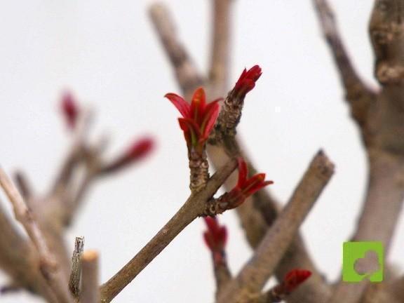 PREBONSAI GRANADO NEJIKAN PREBONSAI GRANADO NEJIKAN