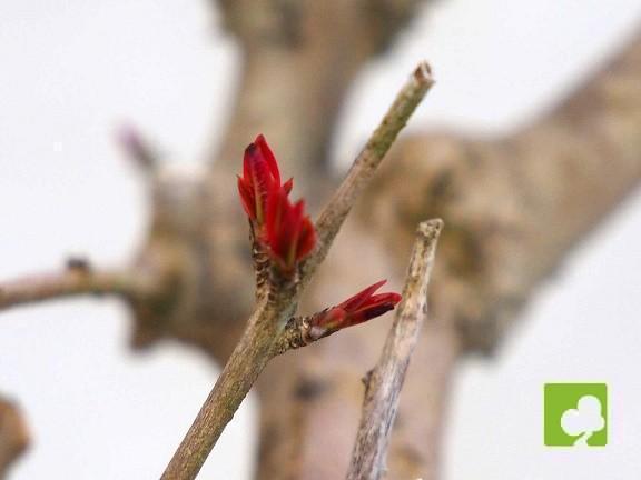PREBONSAI GRANADO NEJIKAN PREBONSAI GRANADO NEJIKAN
