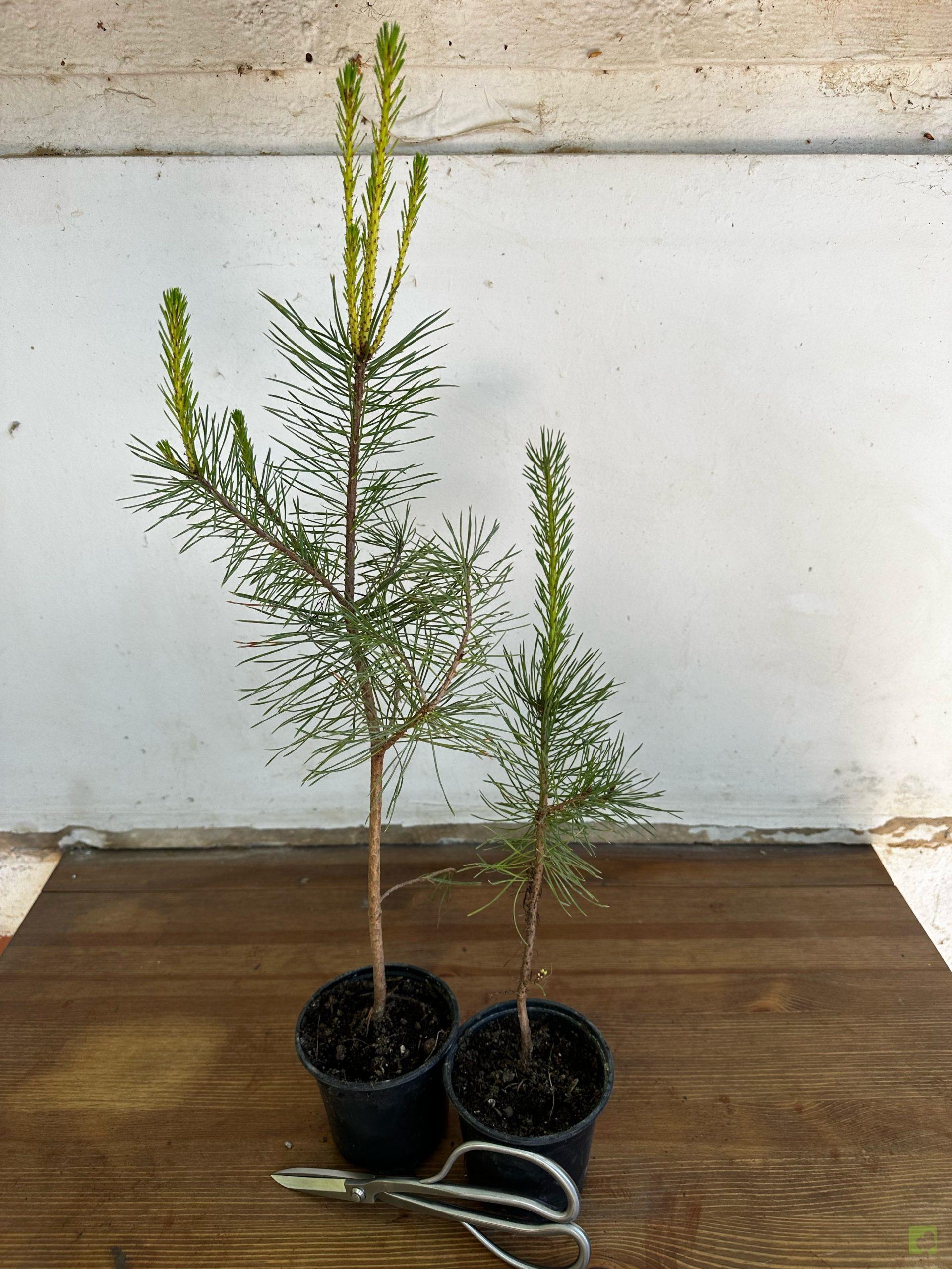 Processed with MOLDIV