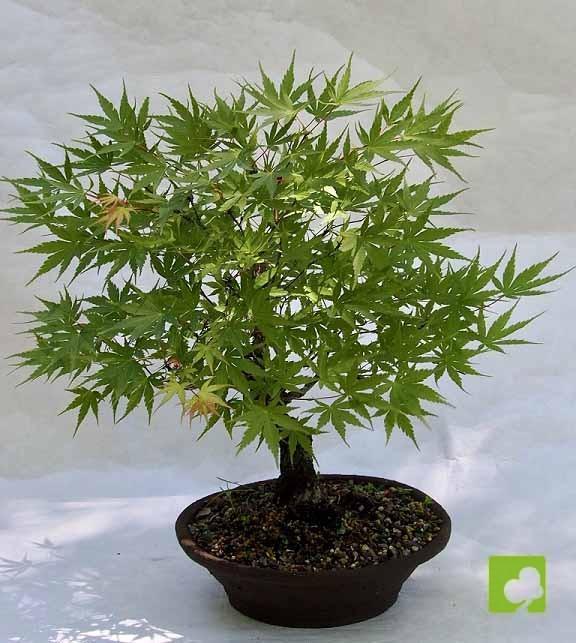 BONSAI ACER ARAKAWA BONSAI ACER ARAKAWA