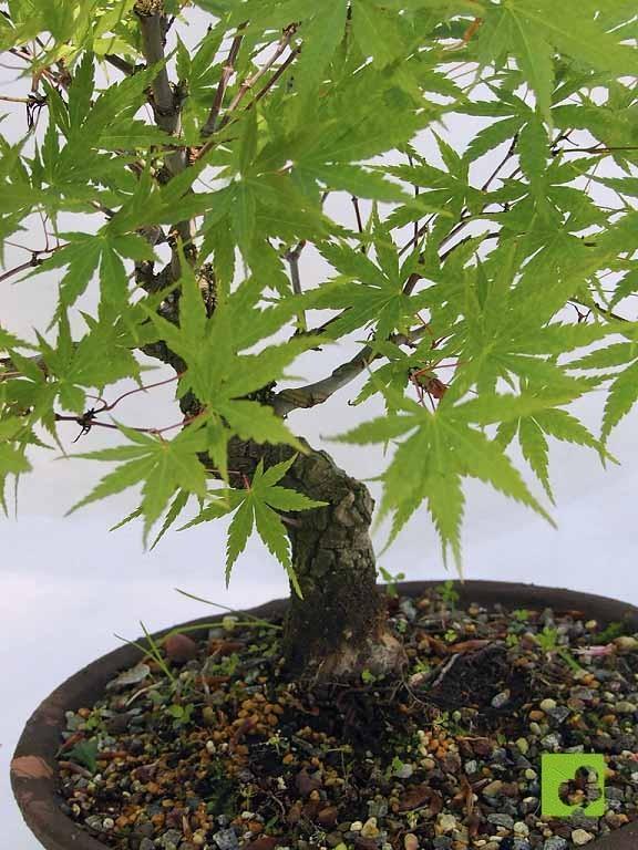 BONSAI ACER ARAKAWA BONSAI ACER ARAKAWA