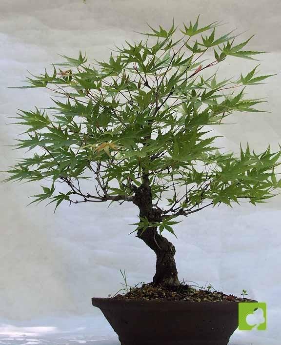 BONSAI ACER ARAKAWA BONSAI ACER ARAKAWA