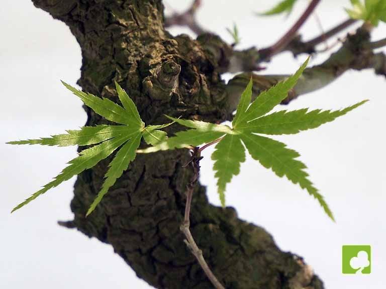 BONSAI ACER ARAKAWA BONSAI ACER ARAKAWA