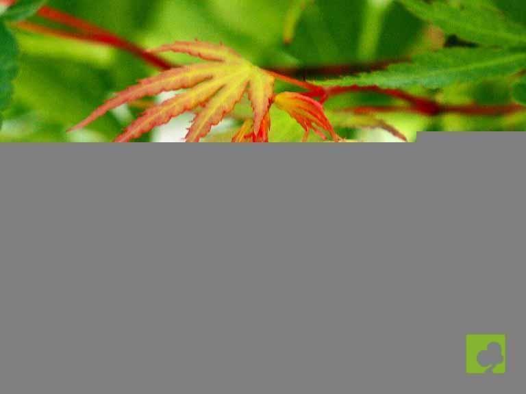 BONSAI ACER ARAKAWA BONSAI ACER ARAKAWA