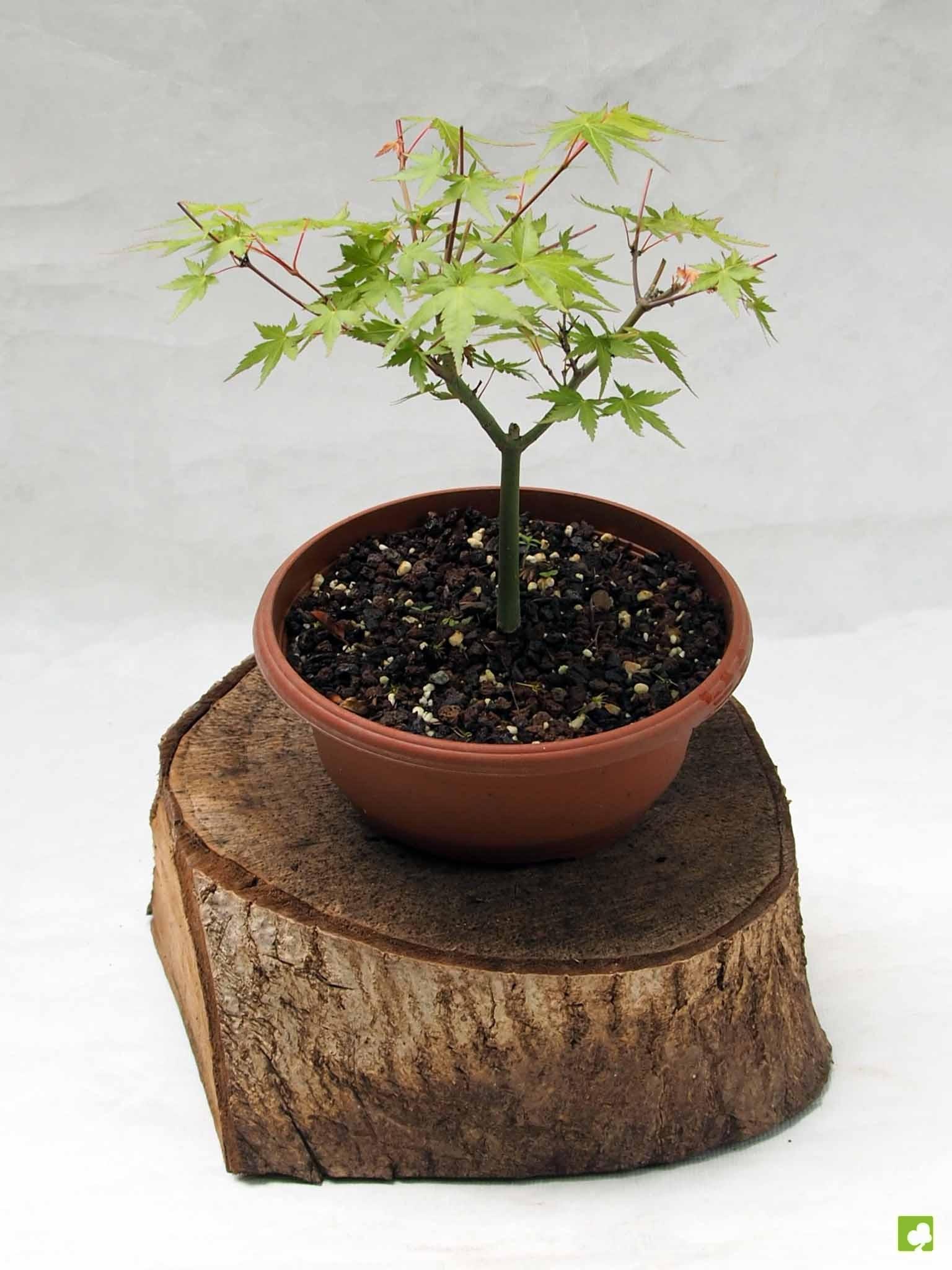 PREBONSAI ACER YAMAMOMIJI PREBONSAI ACER YAMAMOMIJI