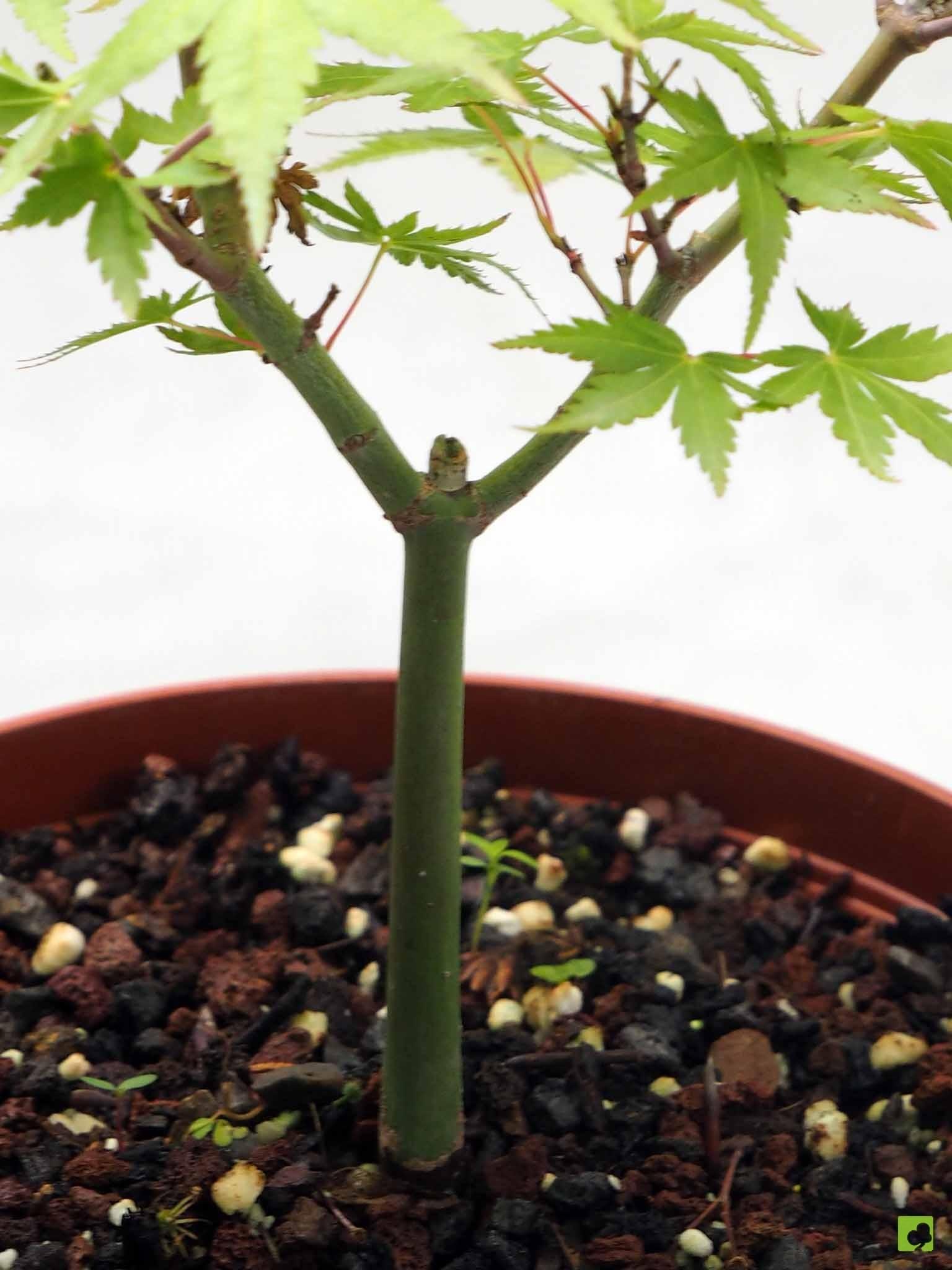 PREBONSAI ACER YAMAMOMIJI PREBONSAI ACER YAMAMOMIJI