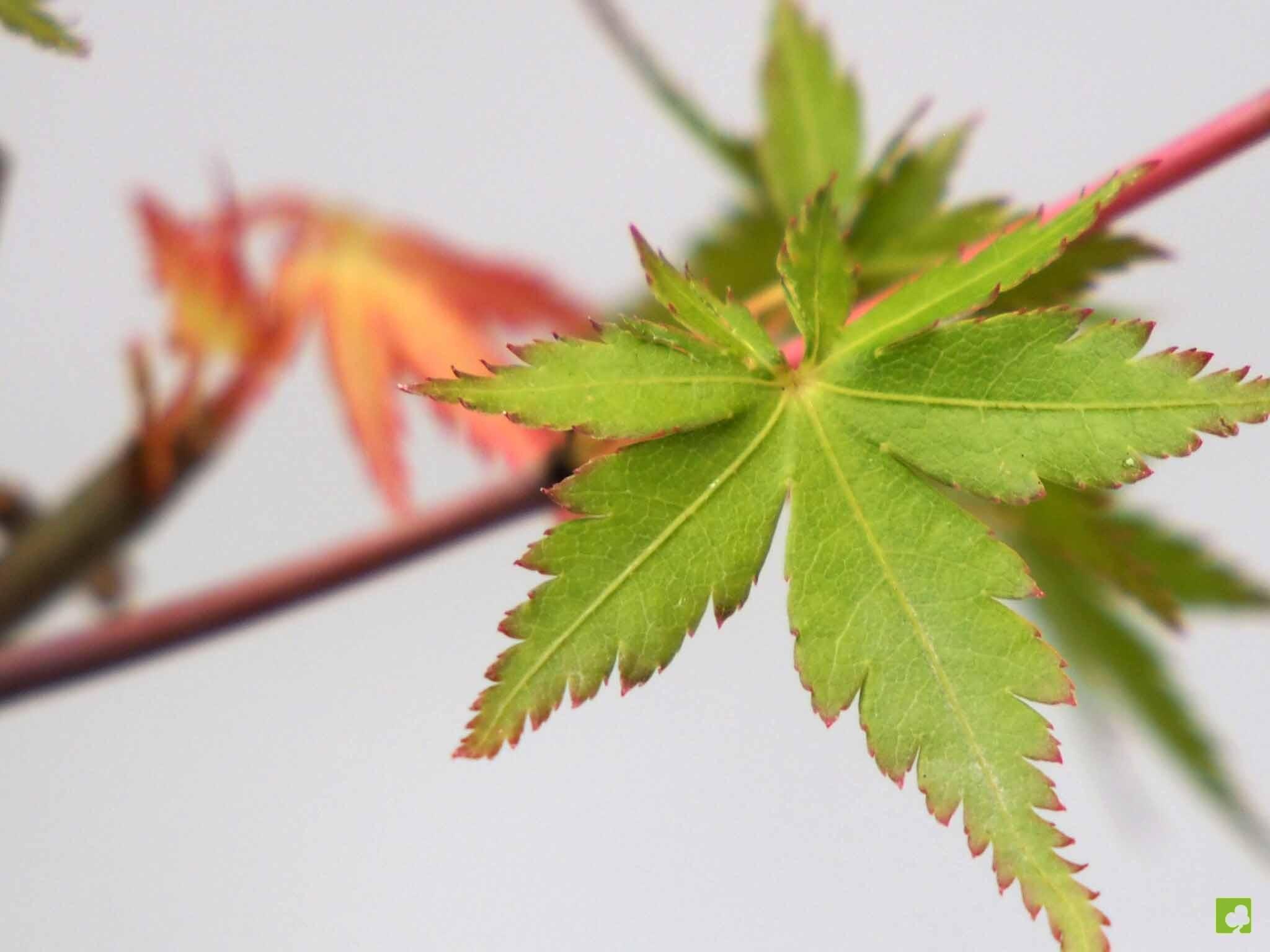 PREBONSAI ACER YAMAMOMIJI PREBONSAI ACER YAMAMOMIJI