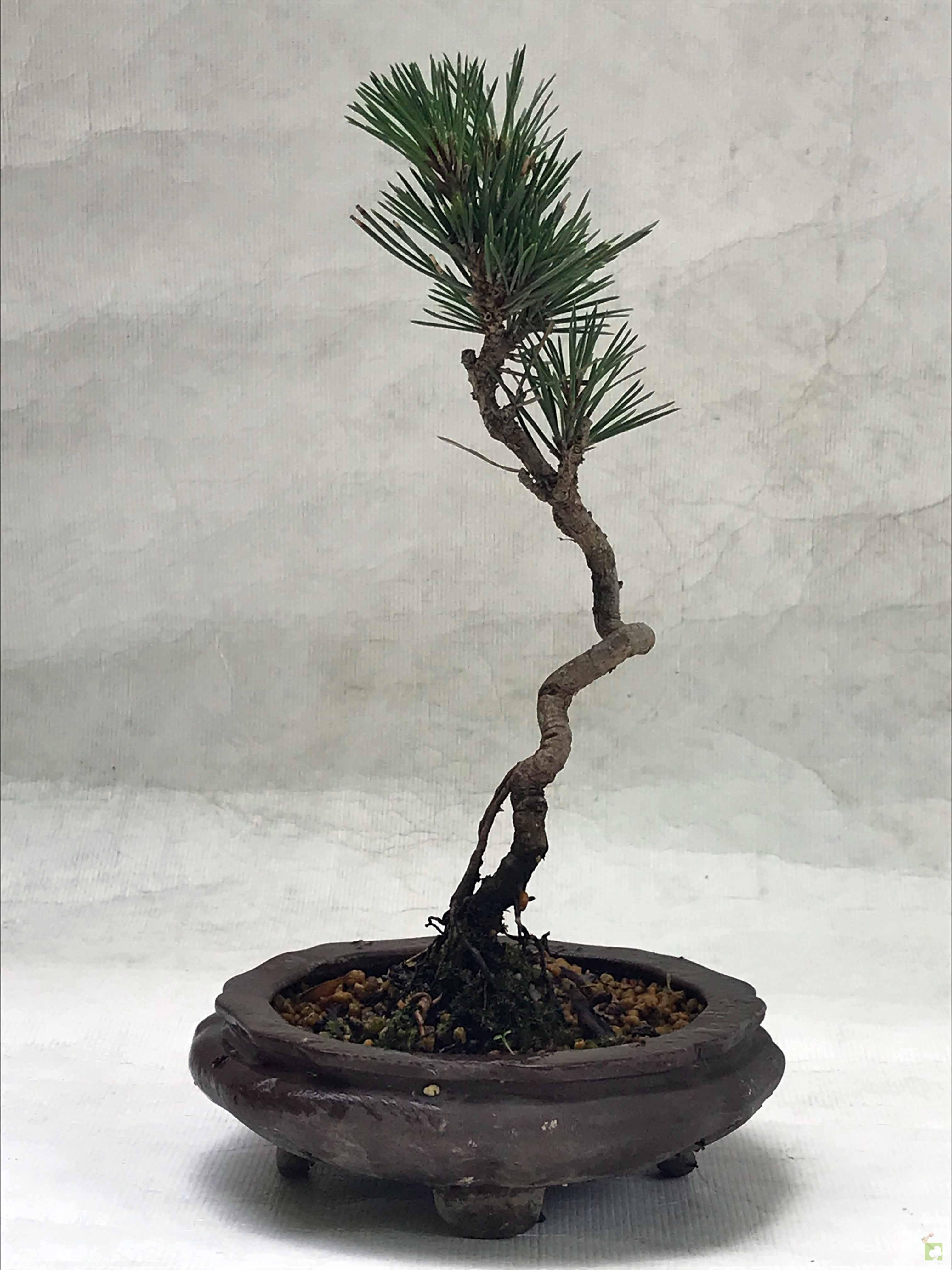 MAME PINO THUMBERGII MAME PINO THUMBERGII