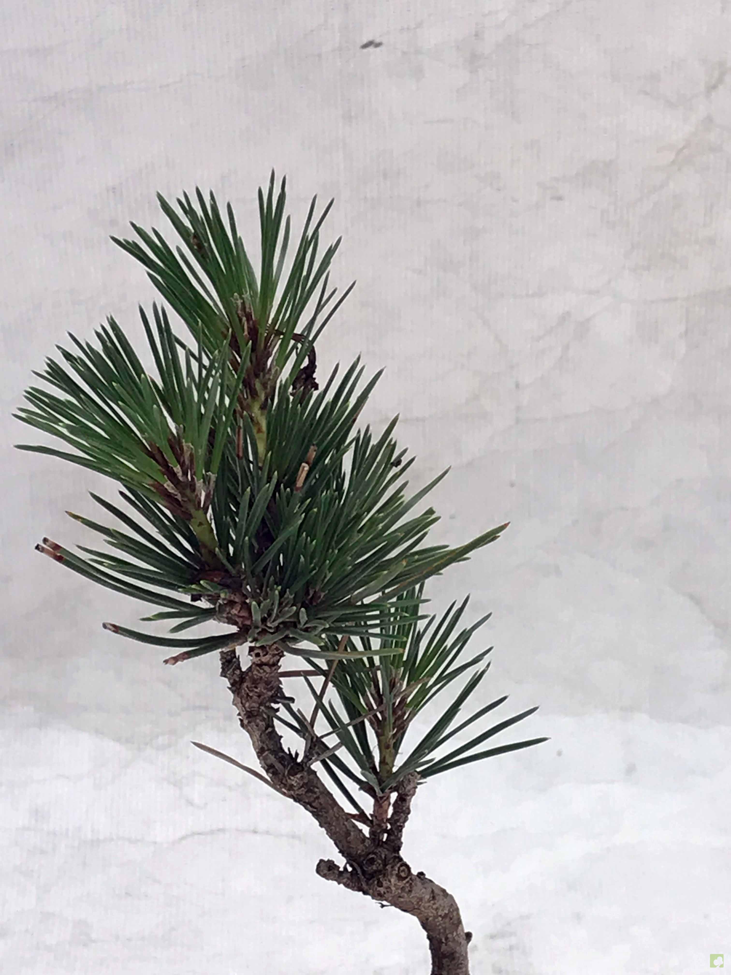 MAME PINO THUMBERGII MAME PINO THUMBERGII