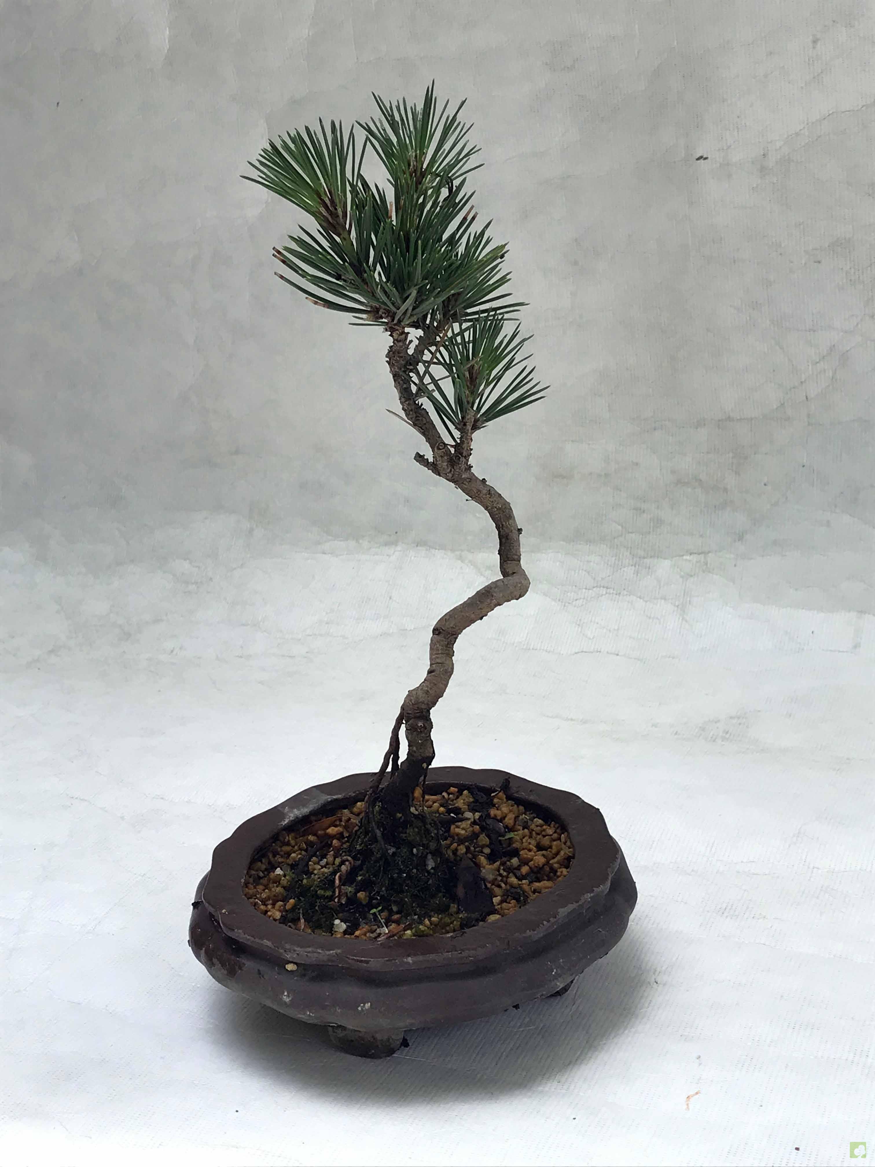 MAME PINO THUMBERGII MAME PINO THUMBERGII