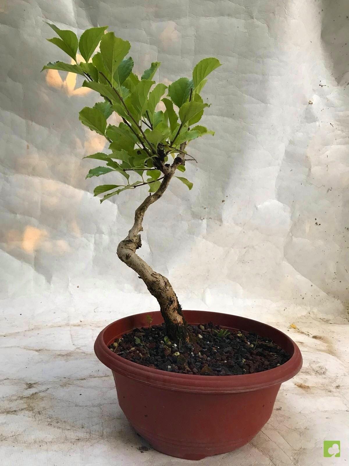 PREBONSAI CELASTRUS PREBONSAI CELASTRUS
