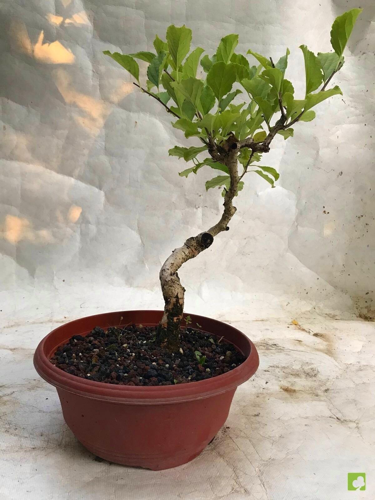 PREBONSAI CELASTRUS PREBONSAI CELASTRUS