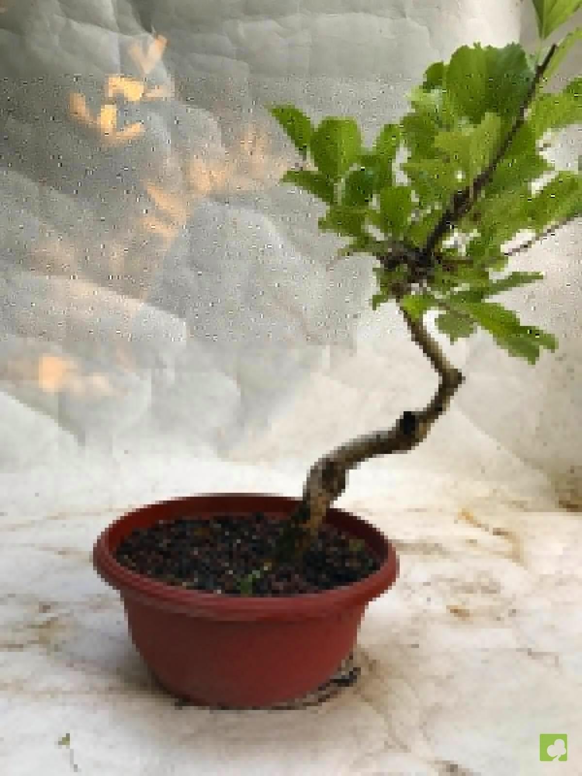 PREBONSAI CELASTRUS PREBONSAI CELASTRUS