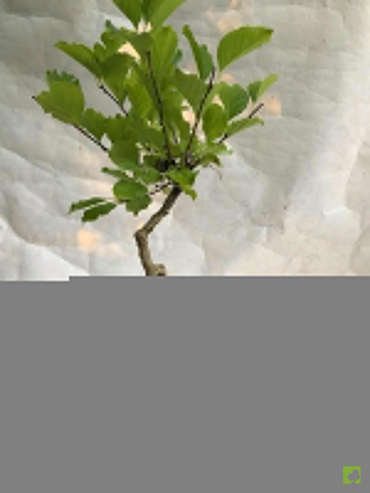 PREBONSAI CELASTRUS PREBONSAI CELASTRUS