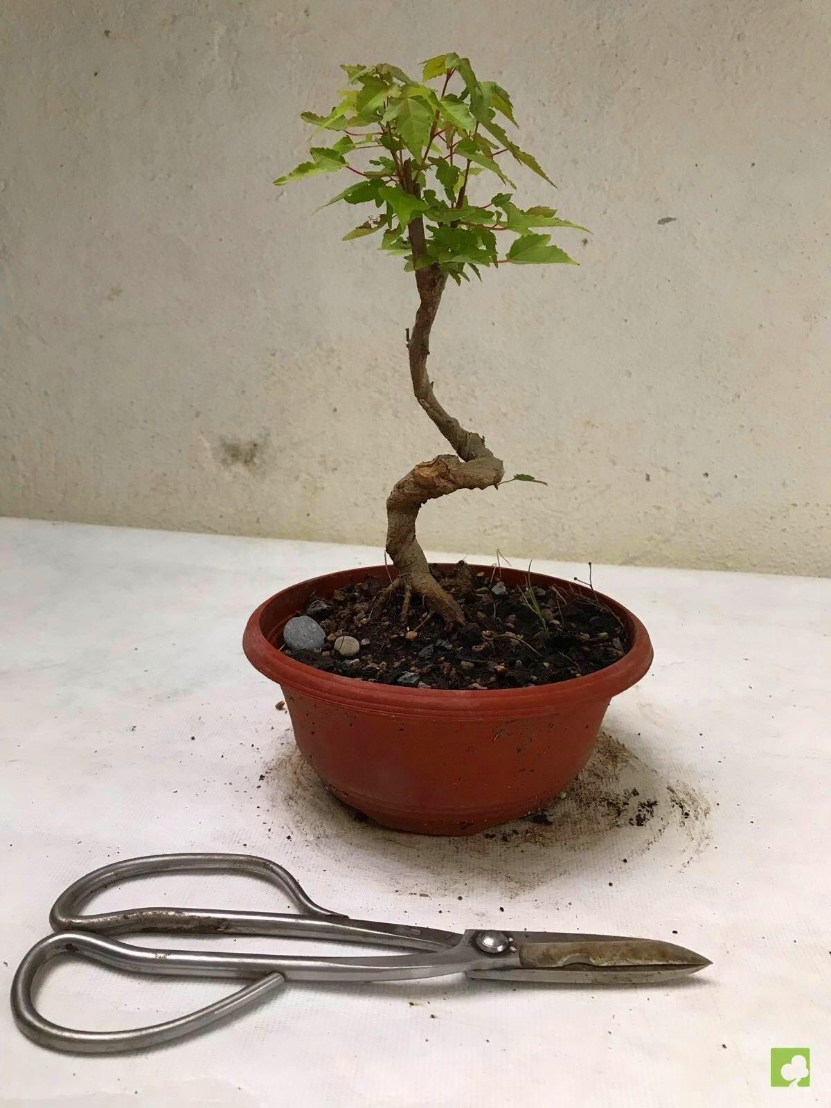 PREBONSAI ACER BURGERIANO PREBONSAI ACER BURGERIANO