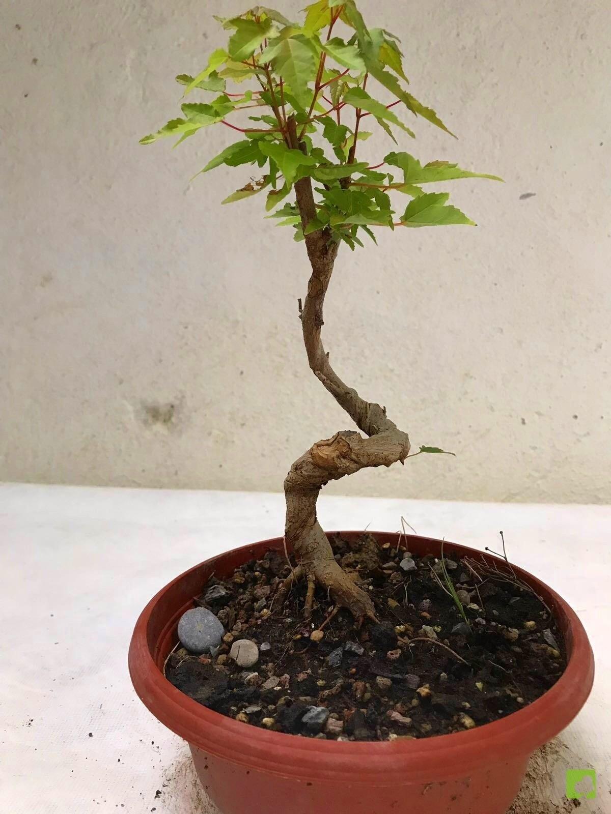 PREBONSAI ACER BURGERIANO PREBONSAI ACER BURGERIANO