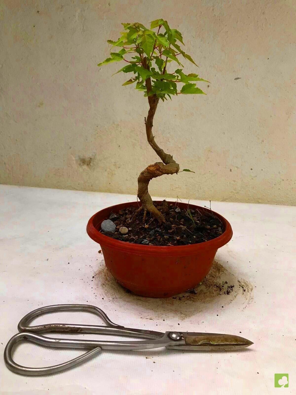 PREBONSAI ACER BURGERIANO PREBONSAI ACER BURGERIANO