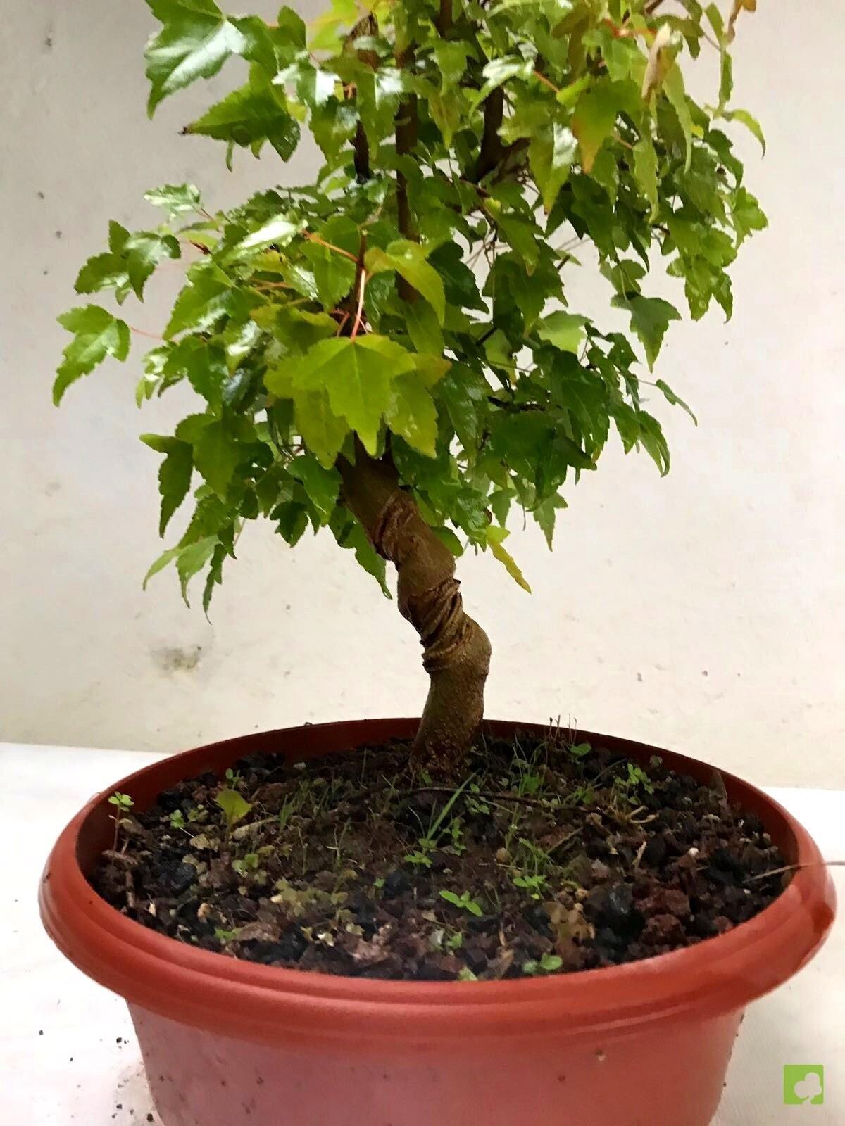 PREBONSAI ACER BURGERIANO PREBONSAI ACER BURGERIANO