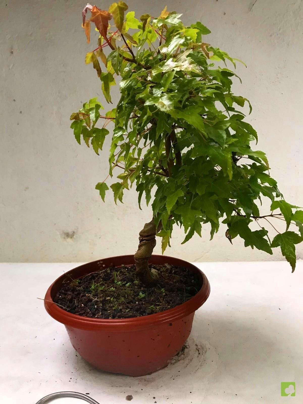 PREBONSAI ACER BURGERIANO PREBONSAI ACER BURGERIANO