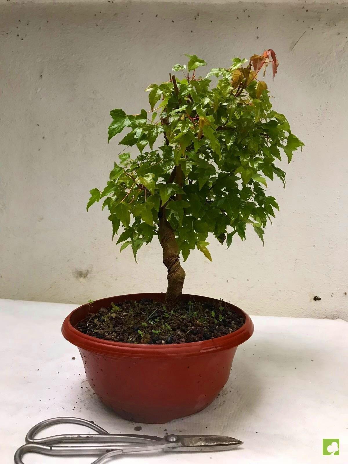 PREBONSAI ACER BURGERIANO PREBONSAI ACER BURGERIANO