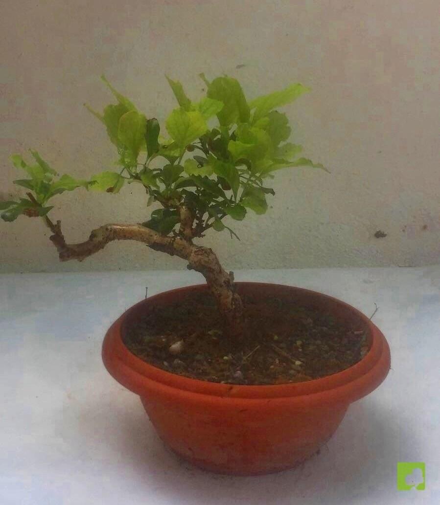 PREBONSAI CELASTRUS PREBONSAI CELASTRUS