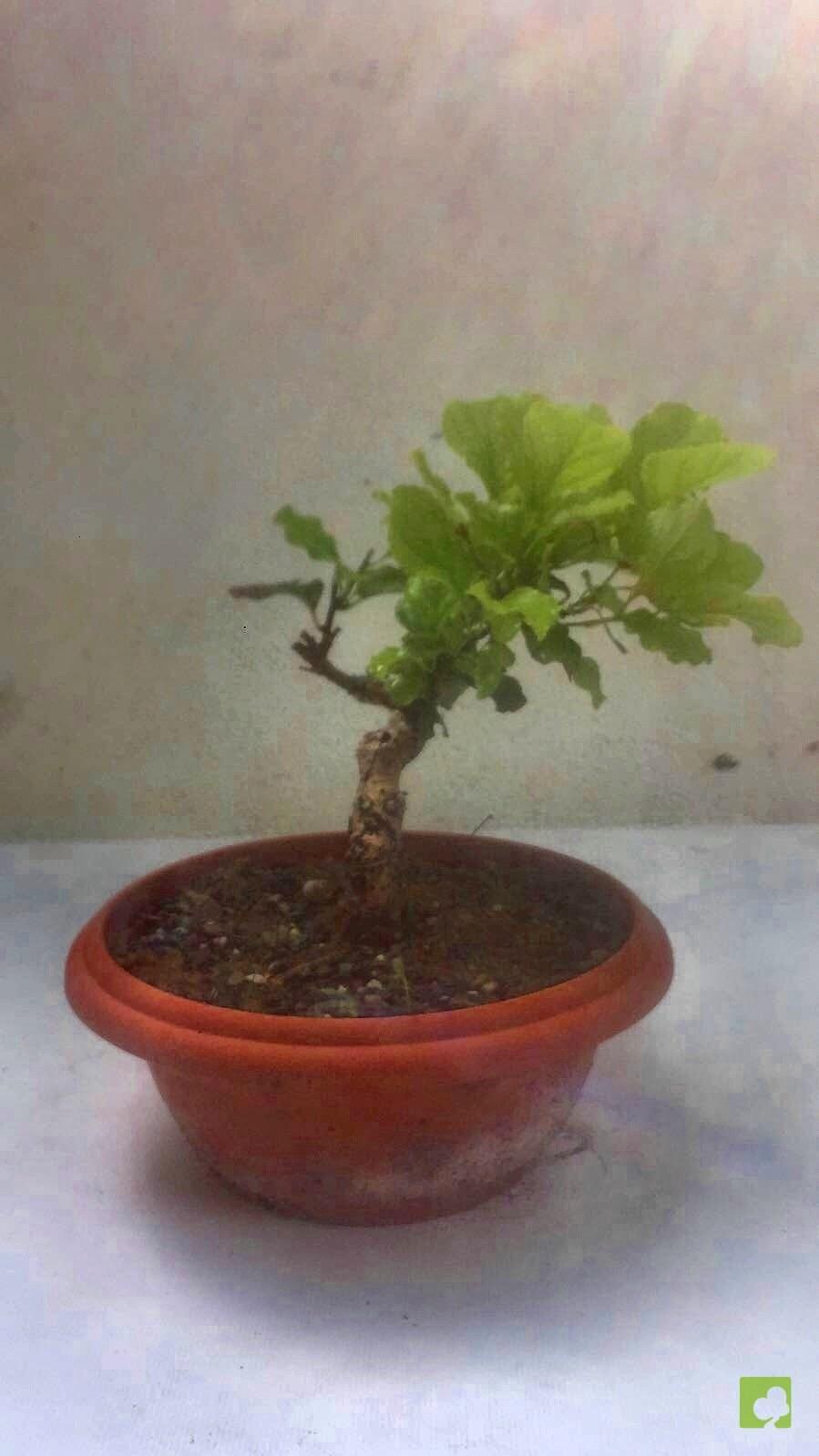 PREBONSAI CELASTRUS PREBONSAI CELASTRUS