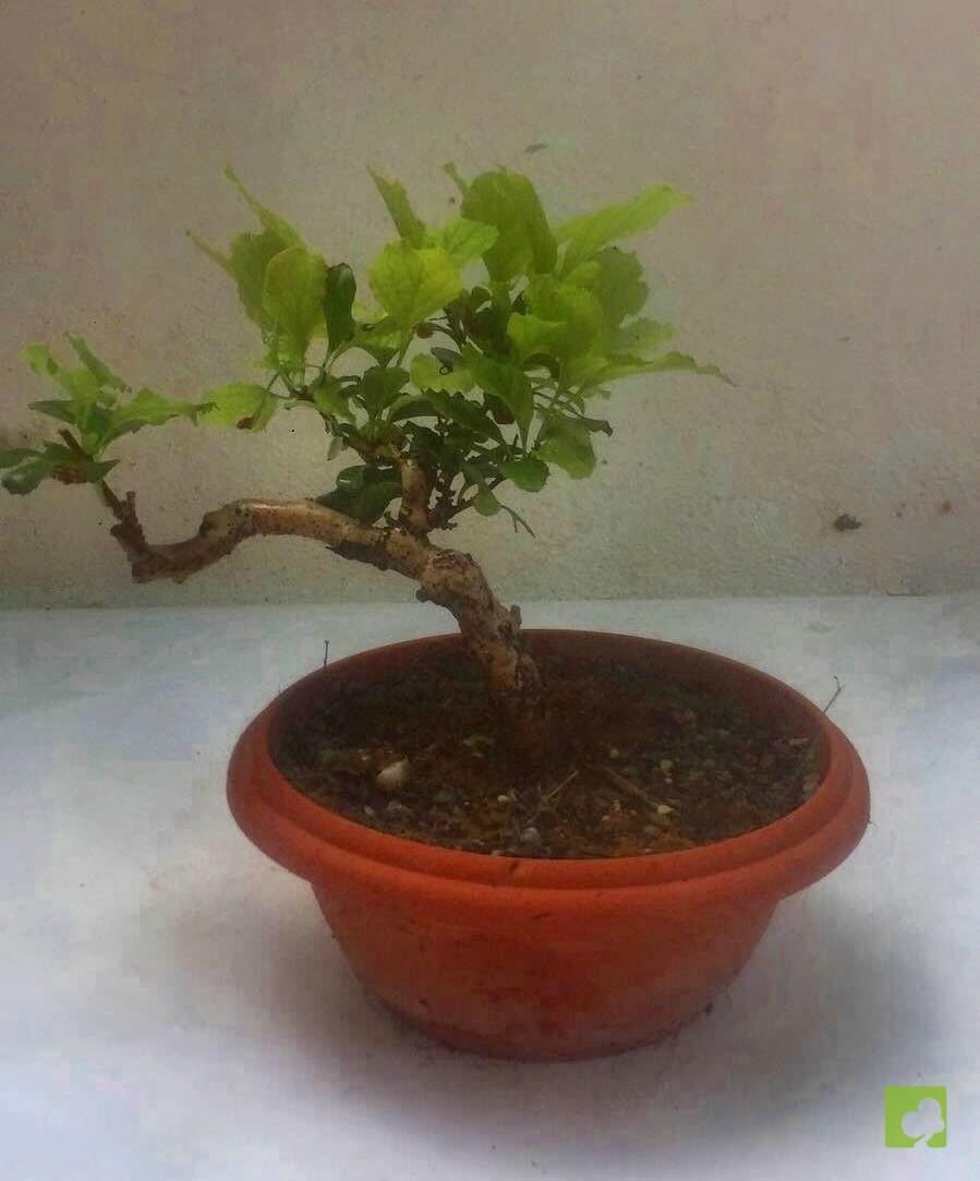 PREBONSAI CELASTRUS PREBONSAI CELASTRUS