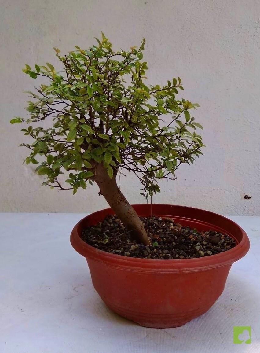PREBONSAI OLMO PARVIFLORA PREBONSAI OLMO PARVIFLORA