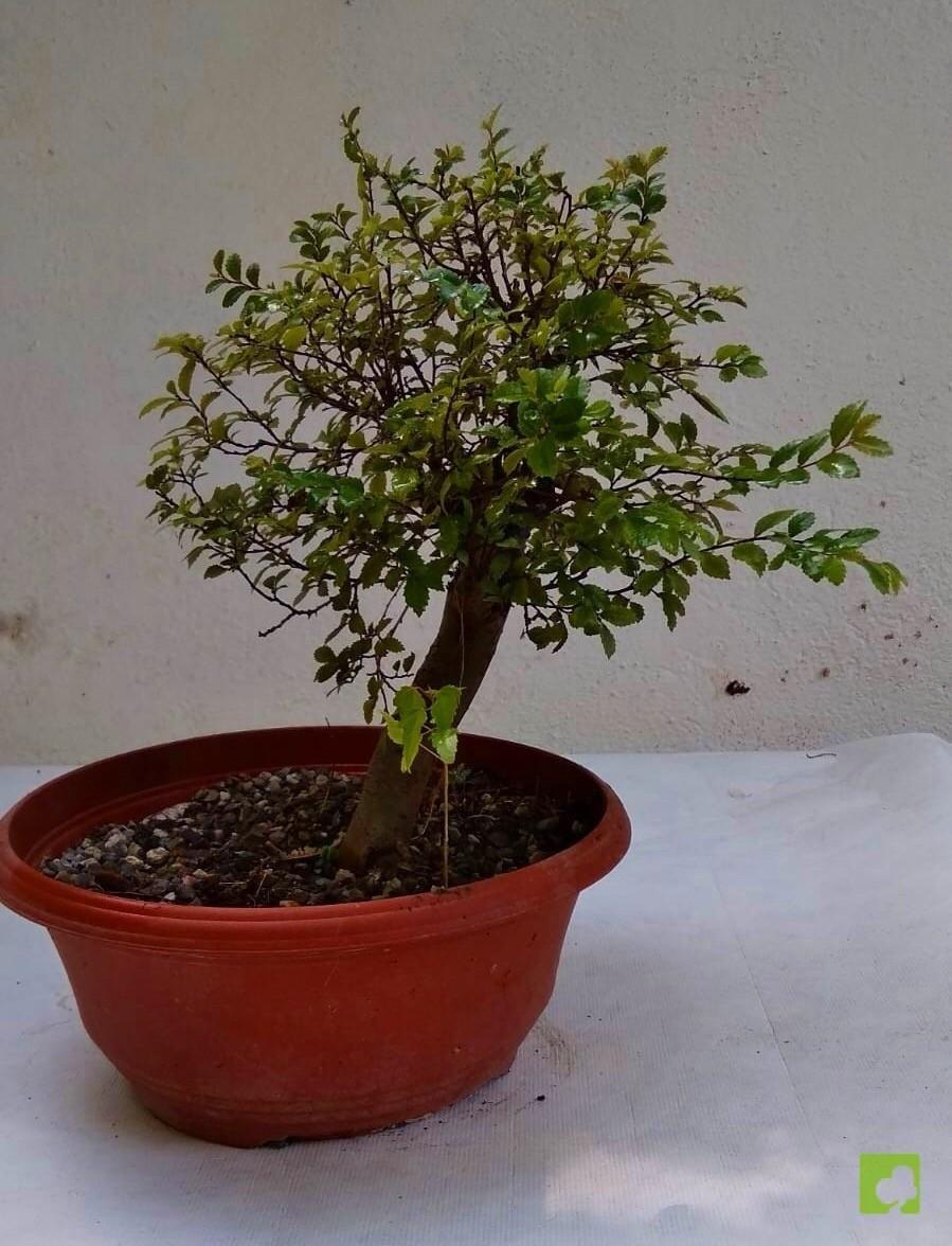 PREBONSAI OLMO PARVIFLORA PREBONSAI OLMO PARVIFLORA