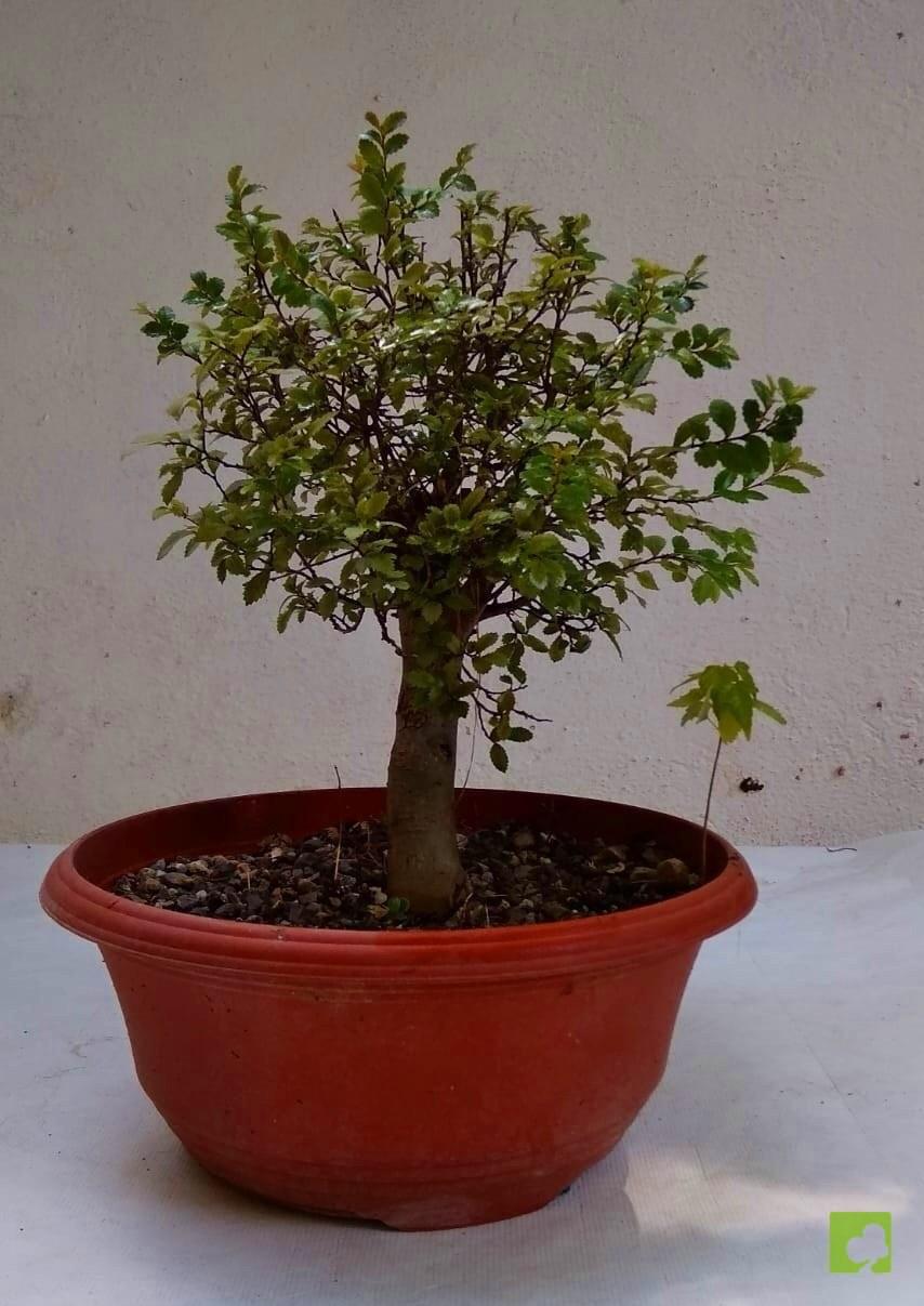 PREBONSAI OLMO PARVIFLORA PREBONSAI OLMO PARVIFLORA