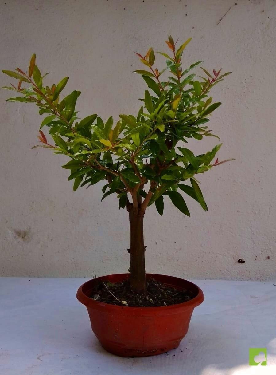 PREBONSAI GRANADO NEJIKAN PREBONSAI GRANADO NEJIKAN