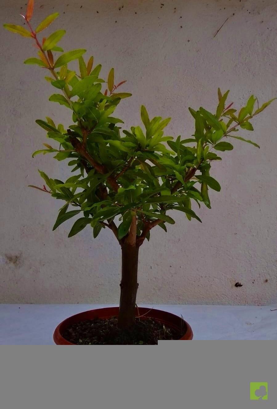 PREBONSAI GRANADO NEJIKAN PREBONSAI GRANADO NEJIKAN