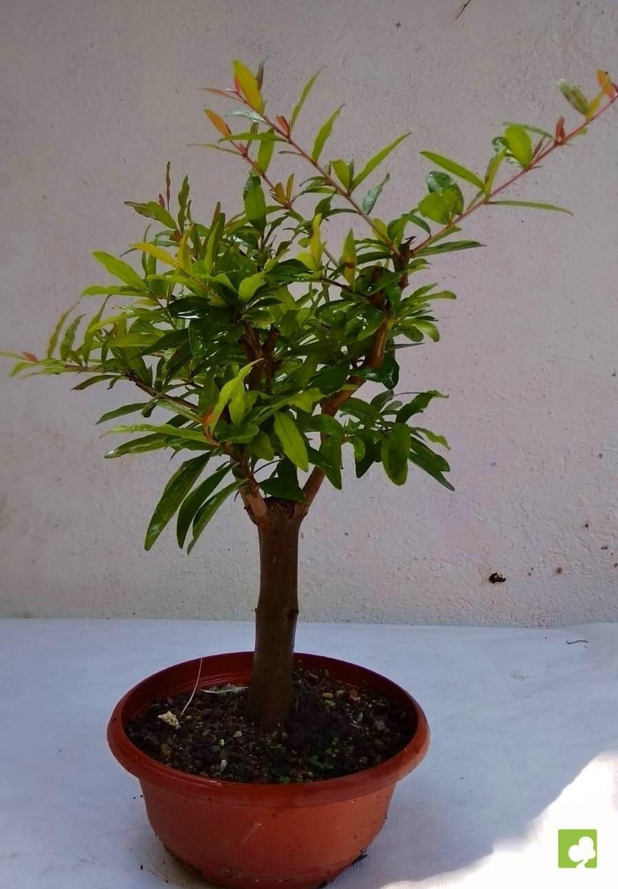 PREBONSAI GRANADO NEJIKAN PREBONSAI GRANADO NEJIKAN
