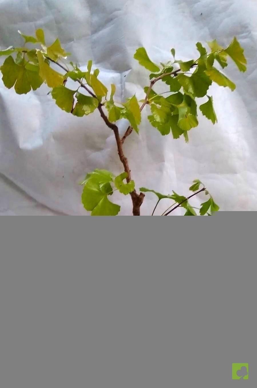 BONSAI GINKGO BILOBA BONSAI GINKGO BILOBA