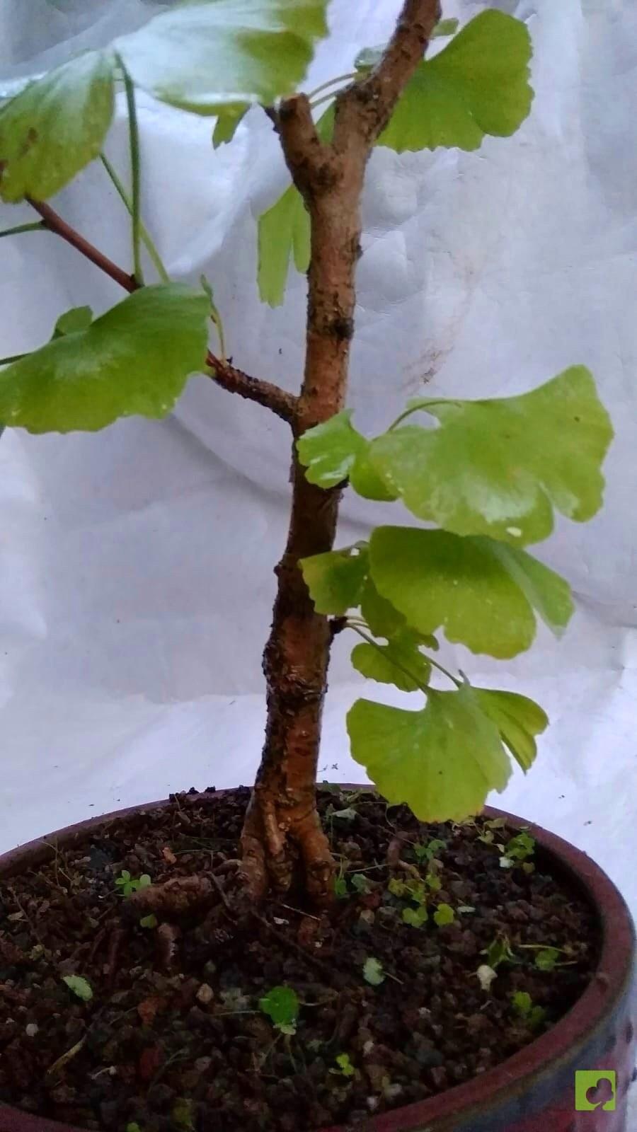 BONSAI GINKGO BILOBA BONSAI GINKGO BILOBA
